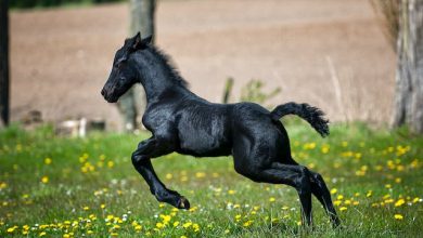 Unraveling Mysteries: Differences Between Horses and Ponies