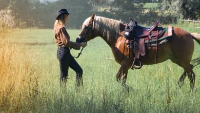 A Step-by-Step Guide on How to Put a Bridle on a Horse