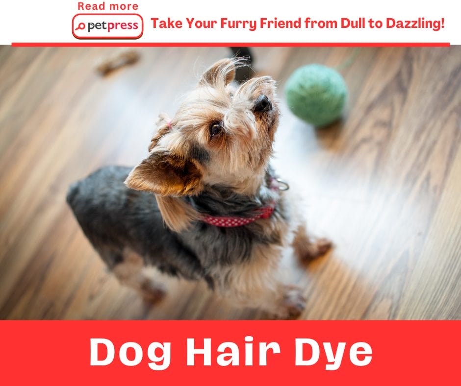 Dog Hair Dye: Take Your Furry Friend from Dull to Dazzling!