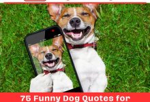 Laugh All Day: 75 Funny Dog Quotes for Phone Wallpapers