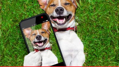 Laugh All Day: 75 Funny Dog Quotes for Phone Wallpapers