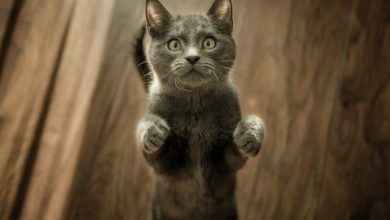 Decoding the Feline Mind: Understanding Why Your Cat Acts Crazy