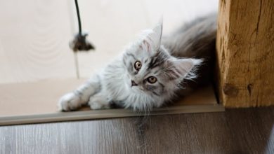 5 Common Cat Ailments: Recognizing Signs and Treatment