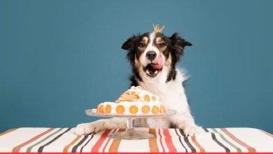 Quick & Easy: Top Simple Dog Birthday Cakes That Bark Delicious