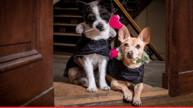 Canine Cupid: 75 Dog Valentine’s Day Quotes to Make You Swoon!