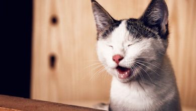 Flehmen Response in Cats: What It Is and Why It Matters