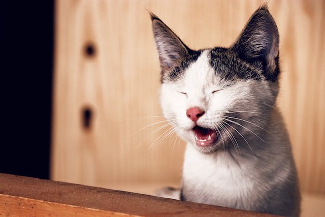 Flehmen Response in Cats: What It Is and Why It Matters