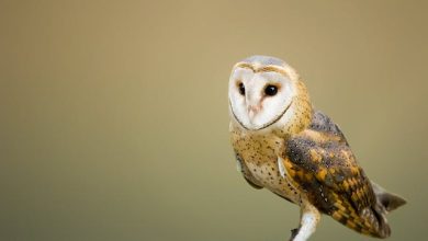 Feathers and Frustration: Why Owls Make Bad Pets?
