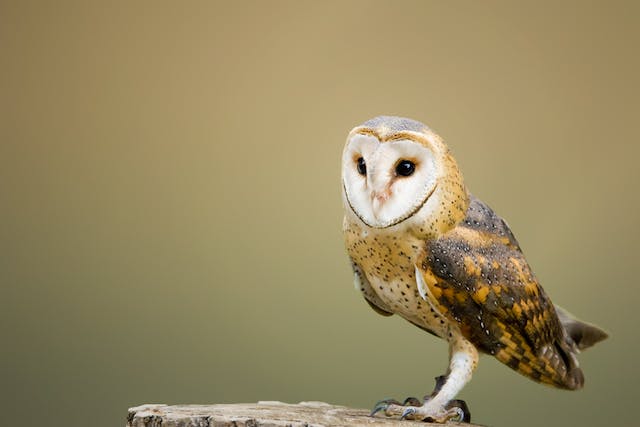 Feathers and Frustration: Why Owls Make Bad Pets?