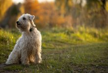 International Skye Terrier Day: Celebrate with Fun