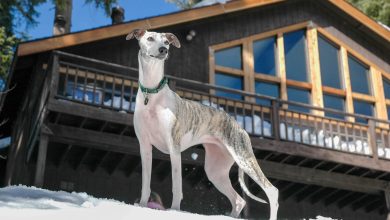 National Whippet Day: National Celebration of Whippets