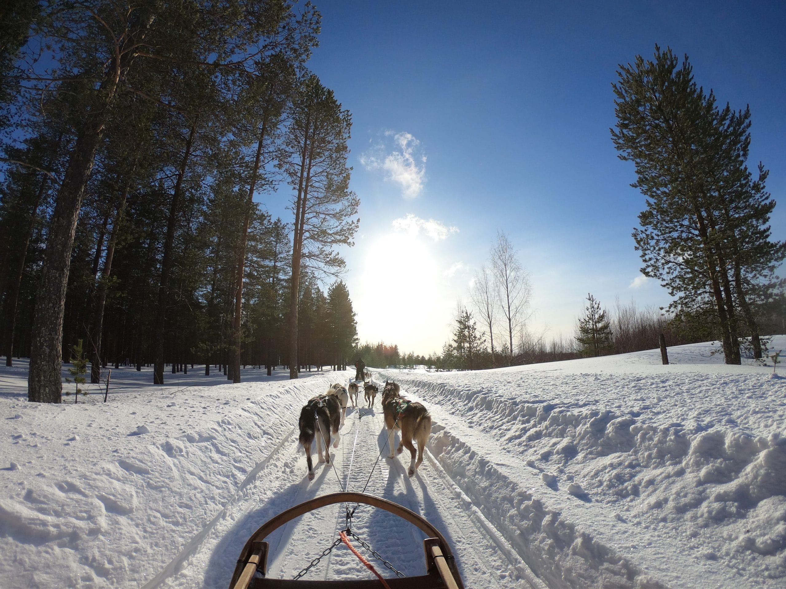 Sled Dog Day: A Tribute to Their Strength and Loyalty