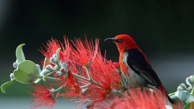Feathered Beauties: Best 5 Red Birds to Keep as Pets