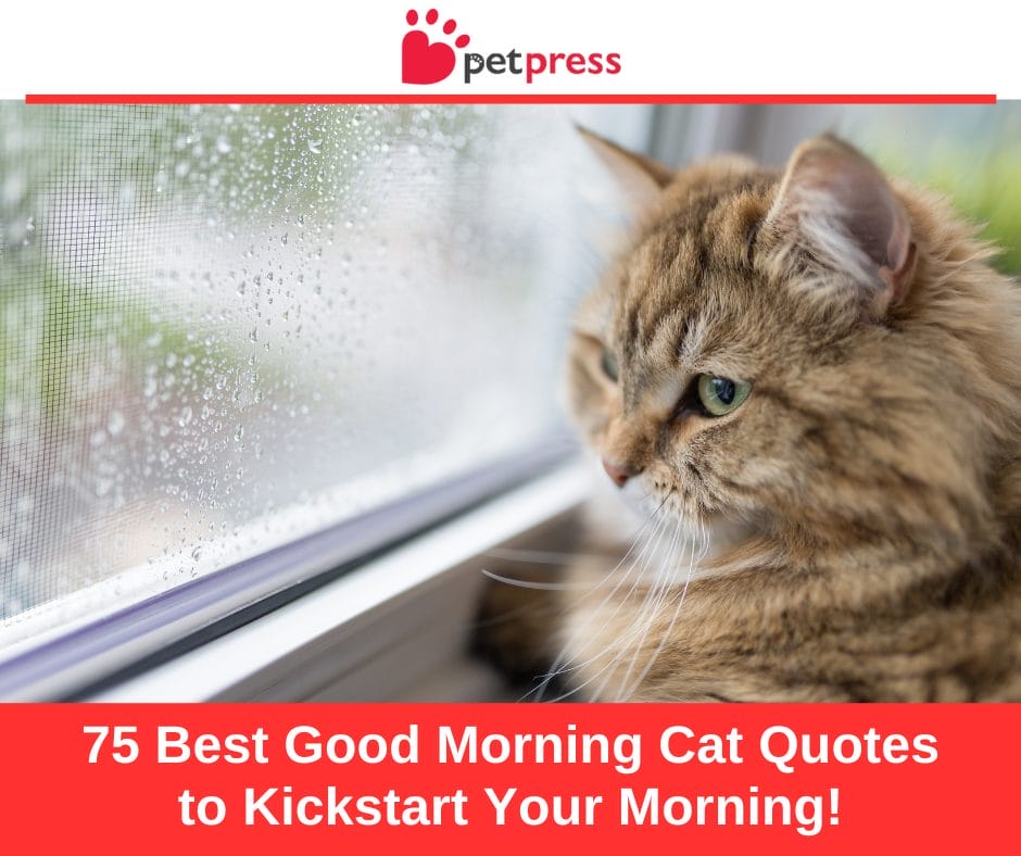 75 Best Good Morning Cat Quotes to Kickstart Your Morning!