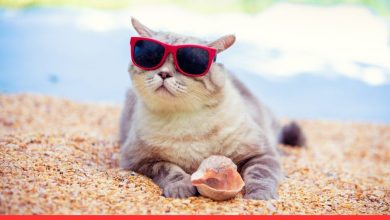 Chill & Purr: 75 Best Summer Cat Quotes to Make You Feel Cozy