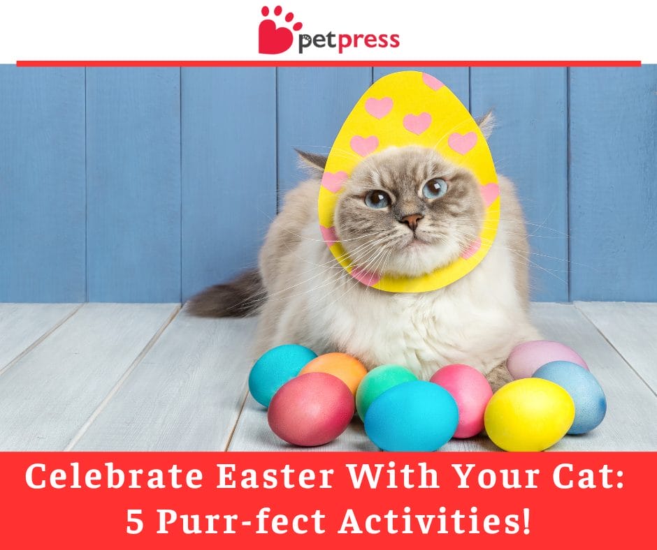 Celebrate Easter With Your Cat: 5 Purr-fect Activities!
