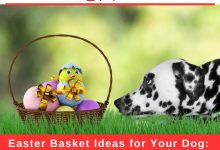 Easter Basket Ideas for Your Dog: 5 Pawsome Picks!