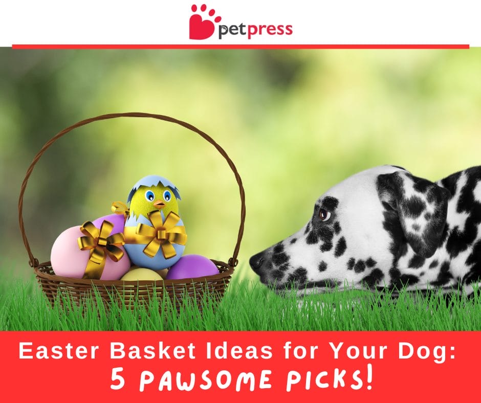 Easter Basket Ideas for Your Dog: 5 Pawsome Picks!
