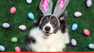 Easter Eggs for Dogs: Safe or Risky? The TRUTH is revealed!