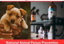 National Animal Poison Prevention Week: Protect Your Pets