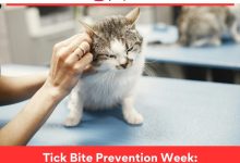 Tick Bite Prevention Week: Safeguarding Health