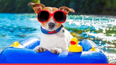 First Look! Summer Dog Quotes to Warm Your Heart