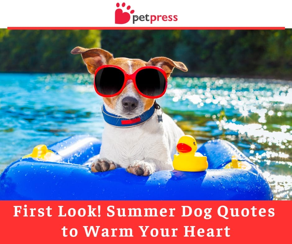 First Look! Summer Dog Quotes to Warm Your Heart